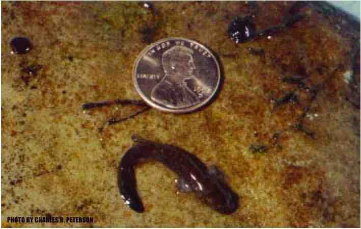 Idaho Giant Salamander young are not too giant. Photo courtesy of U.S. Forest Service.