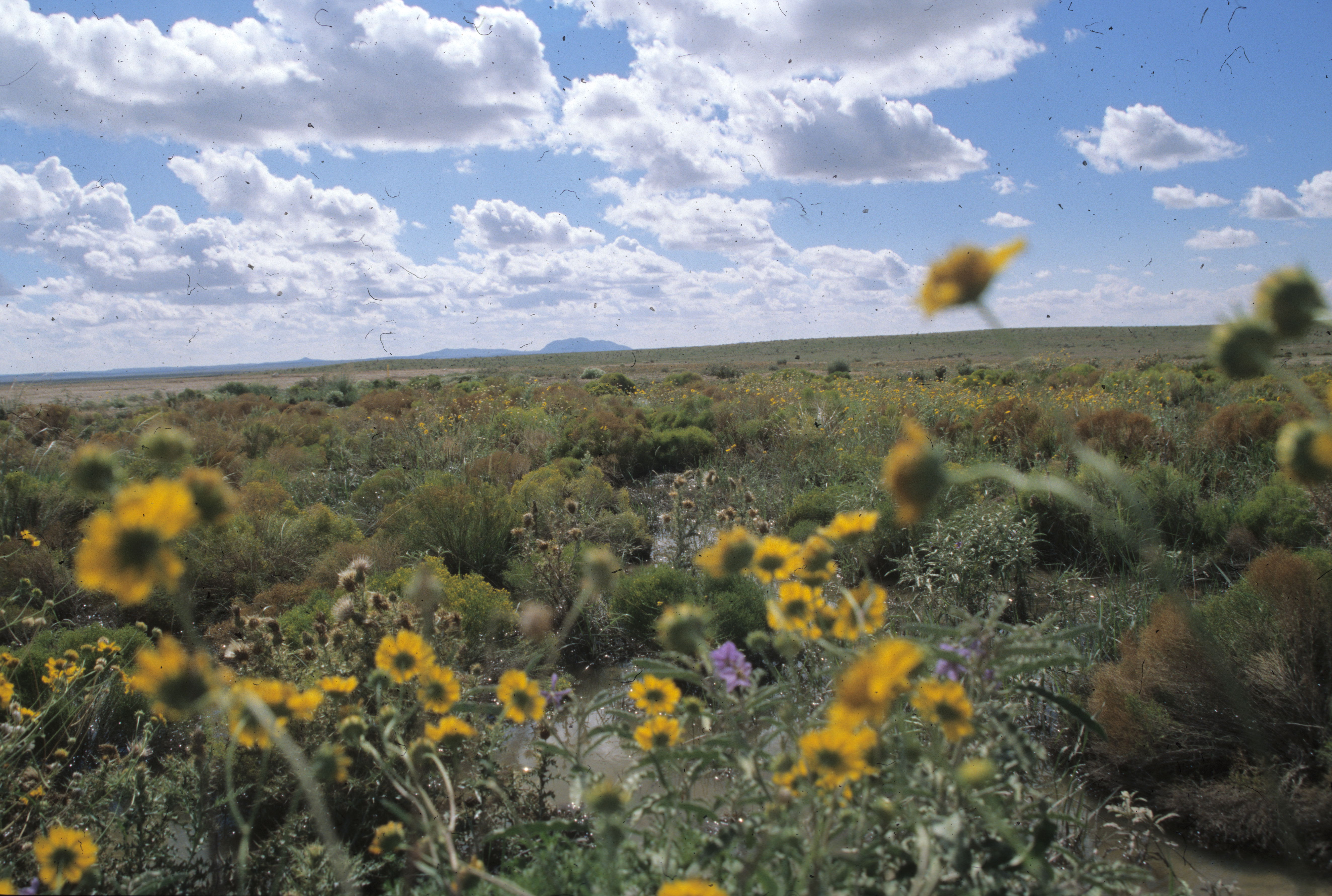 Sunflowers at Otero Mesa. Photo courtesy of Bureau of Land Management.