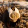 Pity the Poor Sage Grouse, A Symbol of the Times