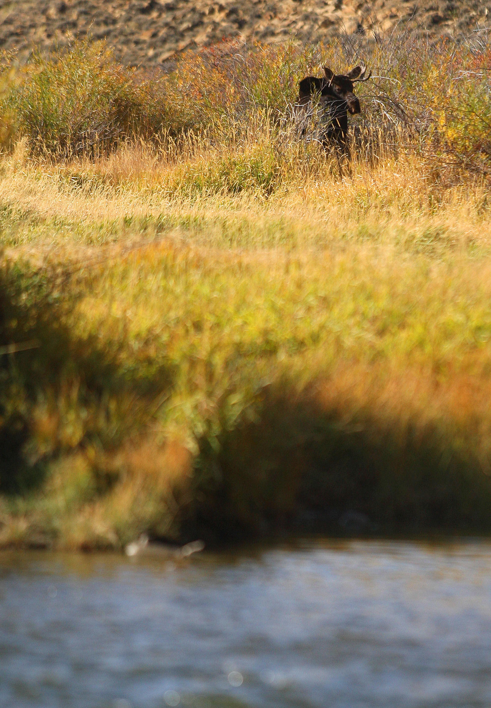 A moose heads into the willows for a snack after a close brush with a drift boat. Photo by Shauna Stephenson.